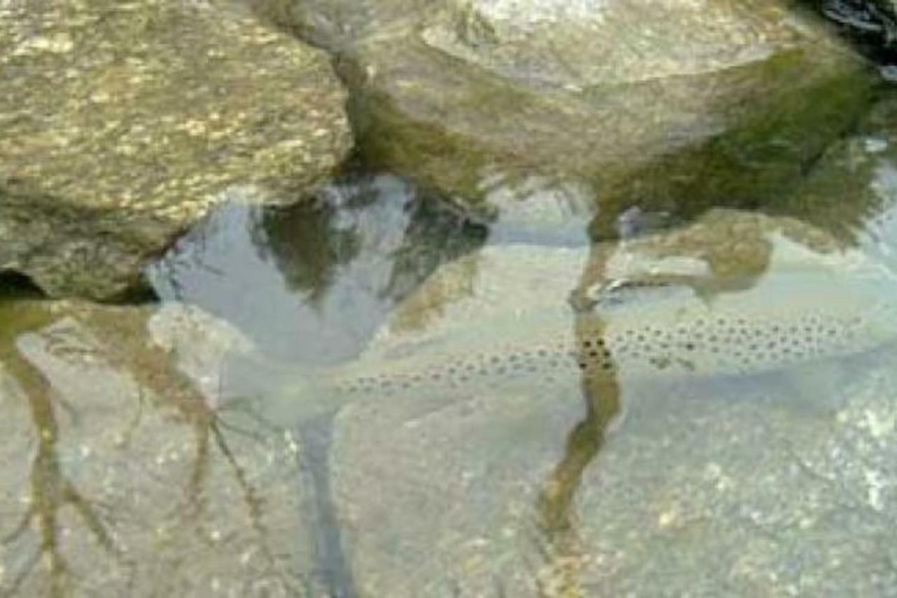 Bilocale A Due Passi Dal Gran Paradiso Locana Экстерьер фото